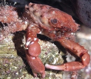   Mithrax Mitrax krab Mithraculus forceps  