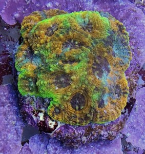 Acantastrea Echinata Multicolor