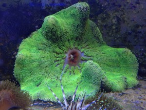 Ukwiał dywanowy Stichodactyla ok. 25cm. 