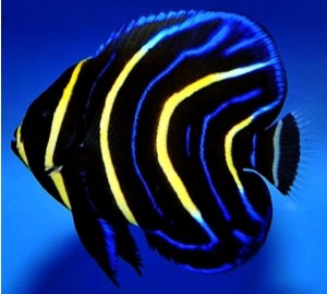 Pomacanthus zonipectus ok 6-7cm 