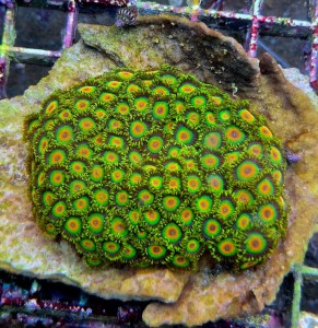 Zoanthus  Rasta 5 polipów