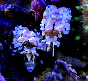 Hymenocera elegans/picta krewetka harlequin na asteriny rozgwiazdy. 2 szt dobrana para.