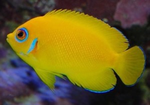 Centropyge flavissima ok 7-8cm