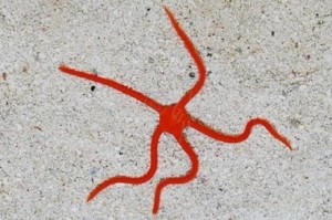 Wężowidło Ophioderma rubicundum