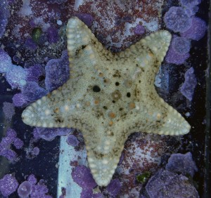 Rozgwiazda Pentaceraster ok. 6cm 