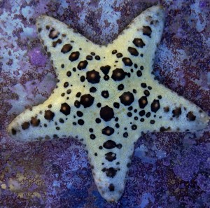 Rozgwiazda Pentaceraster ok. 6 cm  