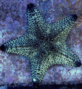 Rozgwiazda Pentaceraster ok.8-9cm.