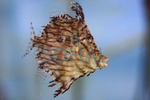 chaetodermis_penicilligerus.jpg