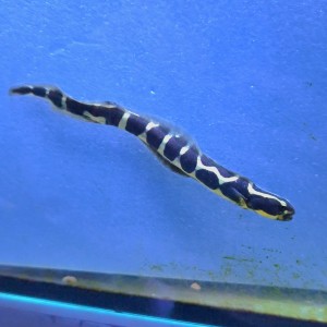 Polidichthys Leucotaenia babka murenowa 7-8cm 