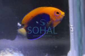 Centropyge acanthops ok 6 cm.