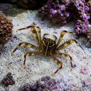 Krab percnon gibbesi