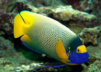 Blaukopf-Kaiserfisch_(Pomacanthus_xantometopon)_01.jpg