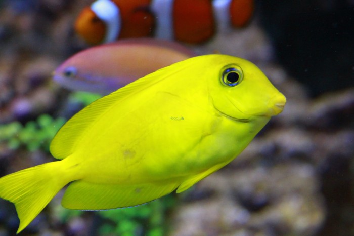 acanthurus_olivaceus.jpg