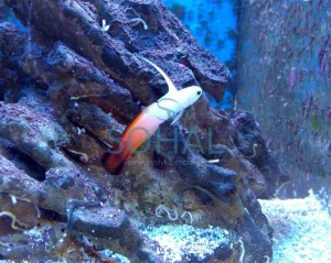 Nemateleotris magnifica 