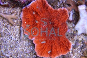 Montipora talerzowa czerwona ok 5cm.