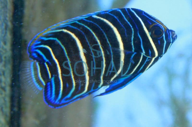pomacanthus_xanthometopon_s-.jpg