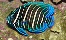 Pomacanthus xanthometopon młody, nie wybarwiony S ok 6-7cm