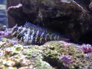 Salarias fasciatus S ok  5-6cm.