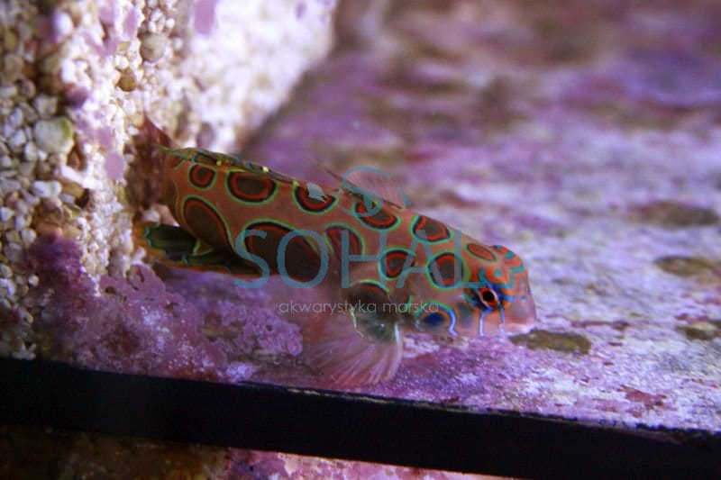 synchiropus_picturatus-.jpg