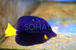 Zebrasoma Xanthurum S ok. 4-5cm.