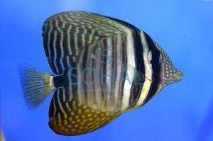 Zebrasoma desjardinii S ok 5cm