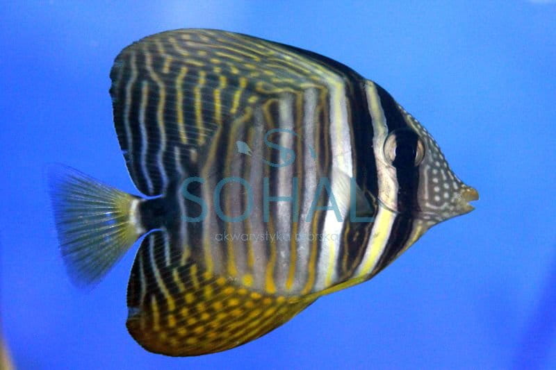 zebrasoma_desjardinii.jpg
