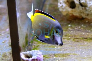 Acanthurus japonicus S 6-7cm.
