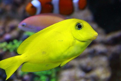 acanthurus_olivaceus.jpg