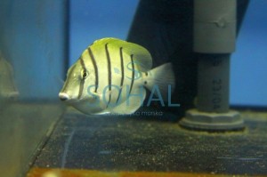 Acanthurus triostegus M ok. 10 cm. 