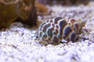 Babylonia lutosa Ślimak kopiący