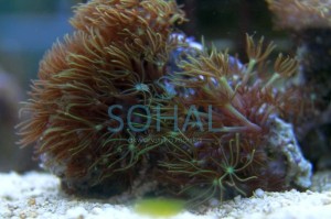 Briareum / clavularia