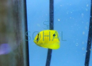 Apolemichthys trimaculatus ok 4-5cm