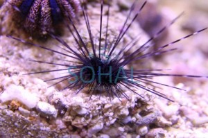 Diadema savignyi jeżowiec S - wielkość igieł ok 5-7cm.