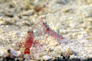 Krewetka Lysmata kuekenthali