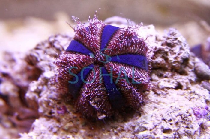 mespilia_globulus_jezowiec.jpg