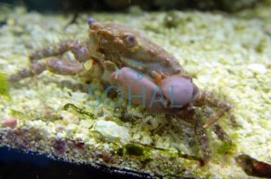 Mithrax Mitrax krab Mithraculus sculptus S/M