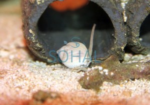 Nassarius white  Ślimak kopiący ok. 2-3cm.