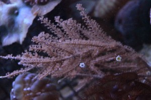 Pseudogorgonia gałązka 15 cm