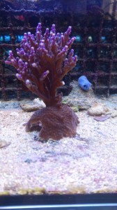 Acropora fiolet - gałązka