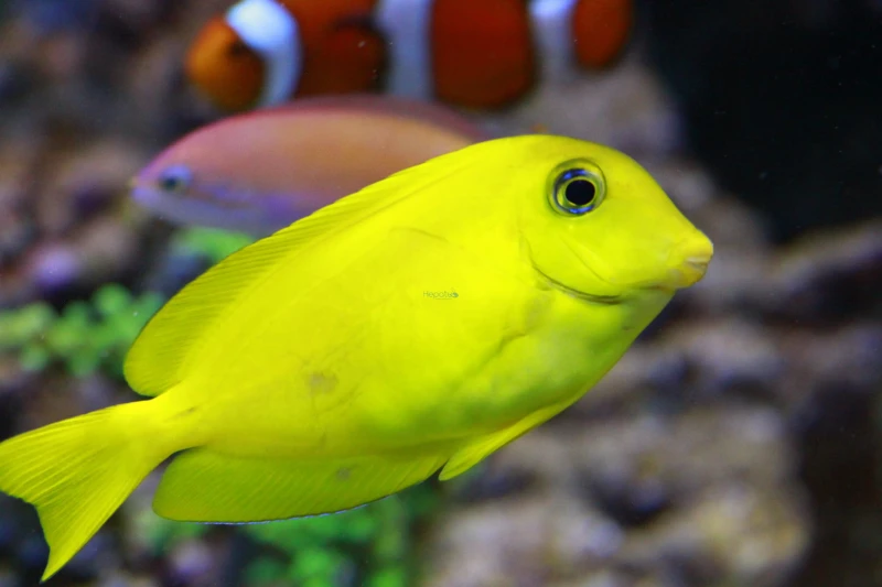 acanthurus_olivaceus.jpg