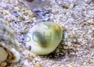 Cypraea annulus ok. 2-3 cm. ślimak porcelanka 