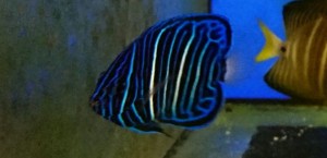 Pomacanthus annularis młody ok.6-7cm.