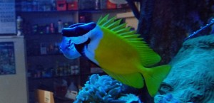 Siganus Lo  Vulpinus borsuk M 9-10cm.