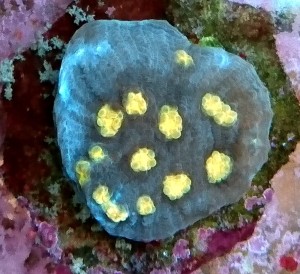 Echinophyllia chalice ok 4-5cm