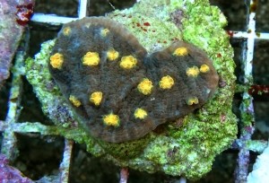 Echinophyllia chalice ok 6-7cm