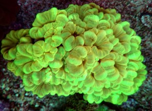Caulastrea fluo  18-20 gł.