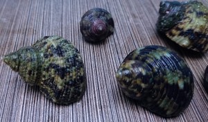 Ślimak Turbo brunneus