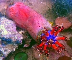 Pseudocolochirus axiologus , jabłko morskie; strzykwa 