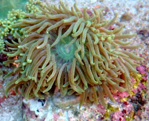 Duncanopsamia - Australia 3 gł.