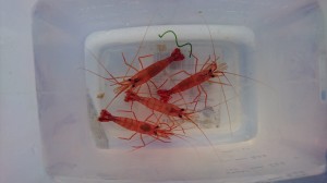 Lysmata wurdemanni krewetka zjadająca aiptasie